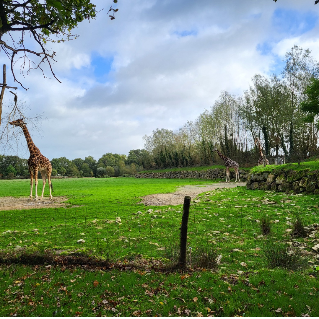 girafe au zoo de Branféré